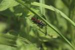 Zw�lfpunkt-Blattwespe (Macrophya ...  Gilbert Angermann 25.11.2011