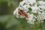 Roter Weichk�fer ...  Gilbert Angermann 29.11.2011
