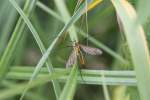 Schnaken (Tipulidae) (4 Fotos)