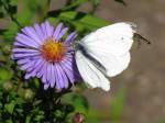 Ist das ...  Volkmar D�ring 30.11.2011