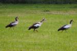 nilgans-alopochen Nilg�nse im G�nsemarch am 28.5.10 am Schlo� Rimburg �bach - Palenberg