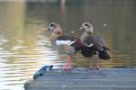 nilgans-alopochen Nilg�nse im Wurmpark �bach - Palenberg, am 21.10.11