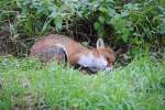 echte-fuchse-vulpes Mittagsschlaf am 19.11.10 am Bahndamm.