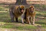 Makaken Berberaffe mit Blickkontakt im Tierpark Ueckerm�nde - 17.04.2011
