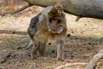 Makaken (Berber)Affenliebe im Tierpark Uckerm�nde - 17.04.2011
