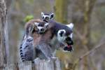 lemur-kattas Kattamutter mit 2 Jungtieren im Tierpark Ueckerm�nde. - 17.04.2011