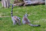 lemur-kattas Katta's im Tierpark Ueckerm�nde. - 17.04.2011