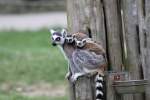 lemur-kattas Kattamutter mit 2 Jungtieren im Tierpark Ueckerm�nde. - 17.04.2011