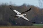 echte-kraniche-grus Sehe elegant fliegen ein Altier und ein Jungtier davon; 19.11.2011