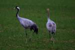 echte-kraniche-grus Ein Hahn und sein Nachwuchs spazieren kaum 20m neben mir auf einem Feld bei Hauteville; 19.11.2011