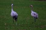 echte-kraniche-grus Ein Hahn und sein Nachwuchs spazieren kaum 20m neben mir auf einem Feld bei Hauteville; 19.11.2011