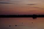 Kraniche am Lac du Der Der Lac du Der ist der gr��te Staussee in Frankreich. Er wurde zwischen 1966 und 1974 errichtet. Seine gro�en Bruch- und Sumpfgebiete dienen gut 80.000 Kranichen, die auf dem Westlichen Zugweg in ihr Winterquatier ziehen als Schlafplatz bei ihrem mehrw�chigen Zwischenstopp.