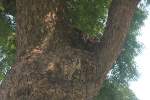 schonhornchen Fl�chtendes Streifenh�rnchen P�rchen am 29.10.11 auf dem Gel�nde der Qutab Minar in Neu-Delhi.