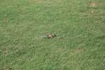 schonhornchen Grasdurchsuchendes Streifenh�rnchen am 29.10.11 auf einer Wiese bei der Qutab Minar.