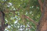 schonhornchen Ein Streifenh�rnchen auf einem toten Ast bei 'Relaxen' am 31.10.11 in Jaipur.