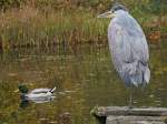 ardea-grose-reiher Unerw�nschter Besuch: Am Rande eines Karpfenteichs auf der Insel Mainau hat sich ein Graureiher niedergelassen, aber die Fische d�rften bereits zu gross f�r seinen Schnabel sein (06.11.2010)