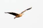 ardea-grose-reiher Graureiher beim Abflug,Fornsbach,26.11.2011.