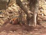 Erm�nnchen im Erfurter Zoo ...  felix b. 07.12.2011