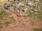 Streifenh�rnchen im ...  felix b. 07.12.2011
