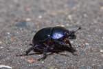 Waldmistk�fer l�uft ...  Gerd Wiese 10.12.2011