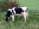 Schwarzbunte Scharzbunte, auf der Suche nach schmackhaften Gr�sern im Bereich von Veere;110829