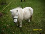 Minishetlandpony (2 Fotos)