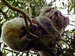 koalas-phascolarctos Koala
25.10.2011