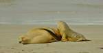 Seel�wen Kangaroo Island Australien
25.10.2011 ...  Mandy Graupner 13.12.2011