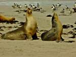Seel�wen Kangaroo Island Australien
23.10.2011 ...  Mandy Graupner 13.12.2011