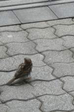 sperlinge Ein Spatz am 8.8.2011 im Hauptbahnhof Innsbruck.