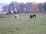 Mecklenburger Warmblut Einige Mecklenburger Warmblutpferde auf einer Koppel in Mecklenburg-Vorpommern im April 2009.