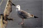 eigentliche-mowen-larus Diese M�we sucht den Fischkai im Hafen von Scarborough nach Fressbarem ab. Vermutlich eine junge Silber- oder Heringsm�we. Wei� jemand Genaueres? 18.12.2011