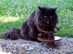 Sonstige Das beste Wasser f�r eine Katze, gibt es doch nur bei einer Vogeltr�nke; 110522