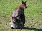wallabys-berg--und-riesenkangurus-macropus So richtig nett, ist´s doch nur im 'Mama´s Beutelbett';080504