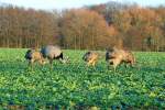 Nandus als Neozoen in Norddeutschland Sehr zum �rger der Nandugegner werden wohl viele Jungtiere den Winter 2011/2012 �berleben. Allein heute sahen wir 38 Jungtiere. Da wir �stlich von Ratzeburg noch zwei Kraniche beobachteten, bleibt es wohl auch ein milder Winter. Schattin (NWM) 24.12.2011