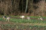 Nandus als Neozoen in Norddeutschland Junge Nandus auf einem Feld bei Utecht (NWM). Darunter auch das wei�e Nandu 'Josi'; 29.12.2011
