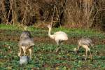 nandus-rhea Das wei�e Nandu inmitten seiner grauen Geschwister; 29.12.2011