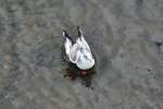 M�we kurz ...  Rolf Reinhardt 04.01.2012