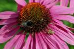 Spinne und Hummel friedlich ...  Rolf Reinhardt 04.01.2012