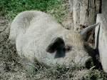 Wollschwein (Mangalitza) (5 Fotos)