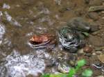 Moorfrosch(Rana arvalis) g�nnt sich ...  JohannJ 07.01.2012