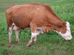 Fleckvieh, Simmentaler (30 Fotos)