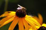 Blumenfliegen (Anthomyiidae) (5 Fotos)