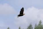 Show-Flug im ...  Gerd Wiese 17.01.2012