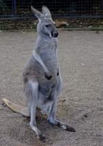 Wallabys, Berg- und Riesenk�ngurus (Macropus) (42 Fotos)