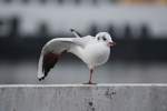 Eine M�we die Den �bungen Macht am 28.01.2012 in Kiel. ...