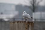 Eine M�we ...  Patrick Bock 30.01.2012