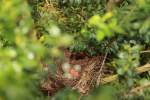 drosseln Amselnest mit drei Eiern und einem geschl�pften Amselbaby am 22.04.2011