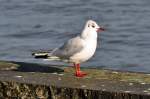 M�wenserie Rhein-Bonn ...  Rolf Reinhardt 01.02.2012
