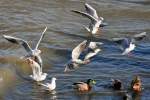 M�wenserie Rhein-Bonn - Enten- und M�wenmeeting - 27.01.2012  ...